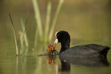 D4S_0064F meerkoet (Fulica atra, Eurasian Coot).jpg