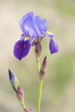 500_0583F Iris latifolia (English Iris).jpg