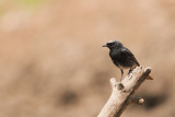 500_0687F zwarte roodstaart (Phoenicurus ochruros, Black Redstart).jpg