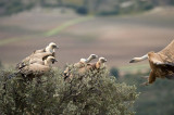 D4S_4573F vale gier (Gyps fulvus, Griffon Vulture).jpg
