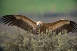 D4S_4630F vale gier (Gyps fulvus, Griffon Vulture).jpg