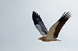 D4S_5028F aasgier (Neophron percnopterus, Egyptian Vulture).jpg