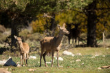 D4S_6038F edelhert (Cervus elaphus, Red deer).jpg