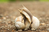 D4S_0647F wijngaardslak (Helix pomatia, Burgundy Snail).jpg