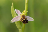 D4S_2759F bijenorchis (Ophrys apifera, Bee orchid).jpg