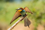 500_3759F bijeneter (Merops apiaster, European Bee-eater).jpg