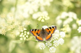 D4S_4110F kleine vos (Aglais urticae, Small Tortoiseshell).jpg