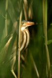 D4S_1450F woudaapje (Ixobrychus minutus, Little Bittern).jpg