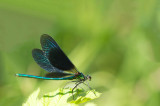 D4S_3418F bosbeekjuffer (Calopteryx virgo, Beautiful Demoiselle), male.jpg