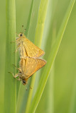 500_4682F groot dikkopje (Ochlodes sylvanus, Large skipper).jpg