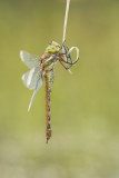 500_4565F vroege glazenmaker (Aeshna isoceles, Green-eyed hawker).jpg