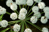 500_4989F waterscheerling (Cicuta virosa, Cowbane).jpg