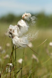 500_4914F veenpluis (Eriophorum angustifolium, Common Cottongrass).jpg