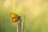 D4S_6210F purperstreepparelmoervlinder (Brenthis ino, Lesser marbled fritillary).jpg