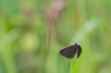 D4S_6738F rouwspanner (Odezia atrata, Chimney sweeper).jpg