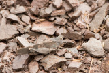 500_6590F roodvleugelsprinkhaan (Oedipoda germanica, Red-winged Grasshopper).jpg