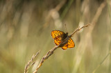 D4S_6114F purperstreepparelmoervlinder (Brenthis ino, Lesser marbled fritillary).jpg