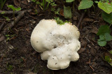 D4S_8312F grote molenaar (Clitopilus prunulus, The miller or The sweetbread mushroom).jpg