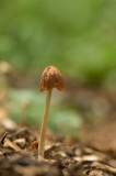 D4S_7849F gazonvlekplaat (Panaeolus foenisecii, Mower's mushroom).jpg