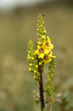 D4S_7652F zwarte toorts (Verbascum Nigrum, Black mullein).jpg