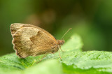 D4S_7727F bruin zandoogje (Maniola jurtina, Meadow Brown).jpg