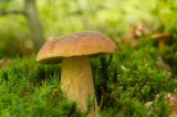 D4S_9766F gewoon eekhoorntjesbrood (Boletus edulis, Penny bun).jpg