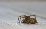 D40_1276F gewone huisspin (Eratigena Atrica, Giant house spider).jpg