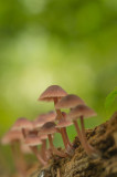 D4S_1608F grote bloedsteelmycena(Mycena haematopus, Bleeding mycena).jpg