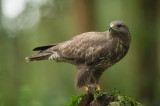 D4S_2133F buizerd (Buteo buteo, Buzzard).jpg