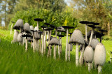 D4S_1924F geschubde inktzwam (Coprinus comatus, Shaggy ink cap).jpg