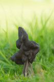 D4S_1952F zwarte kluifzwam (Helvella lacunosa, Elfin saddle).jpg