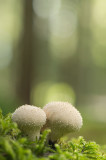 D4S_1293F parelstuifzwam (Lycoperdon perlatum, Common puffball).jpg