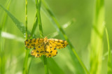 D4S_4331F boterbloempje (Pseudopanthera macularia, Speckled yellow).jpg