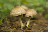 D4S_1602F parelhoenchampignon (Agaricus moelleri, Inky mushroom).jpg