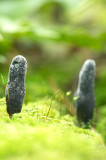 D4S_1762F houtknotszwam met rijpe sporen (Xylaria polymorpha, Dead mans fingers).jpg