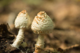 D4S_1740F vlekkende poederparasol (Cystolepiota hetieri).jpg