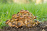 D4S_3250F echte honingzwam (Armillaria mellea, Honey fungus).jpg