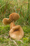 D4S_3661F weidekringzwam (Marasmius oreades, Scotch bonnet).jpg