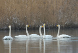 Amsterdamse Waterleidingduinen