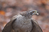Fotohut Schaijk