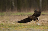 D4S_7555F zeearend (Haliaeetus albicilla, White-tailed Eagle).jpg