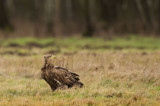 D4S_7568F zeearend (Haliaeetus albicilla, White-tailed Eagle).jpg