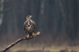 D4S_6958F zeearend (Haliaeetus albicilla, White-tailed Eagle).jpg