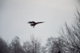 D4S_7033F zeearend (Haliaeetus albicilla, White-tailed Eagle).jpg