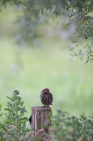 D40_2108F steenuil (Athene noctua, Little Owl).jpg