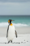 700_8196F koningspinguin (Aptenodytes patagonicus, King Penguin).jpg
