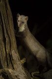 D4S_8548F steenmarter (Martes foina, Beech marten).jpg