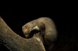 D4S_8568F steenmarter (Martes foina, Beech marten).jpg