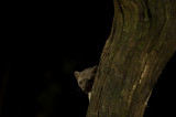 D4S_8479F steenmarter (Martes foina, Beech marten).jpg