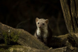 D4S_8526F steenmarter (Martes foina, Beech marten).jpg